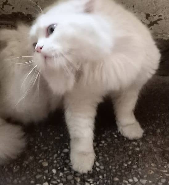 white persian cat . male 6