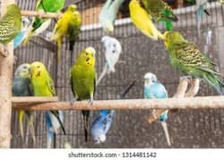 Australia parrot for sale best price