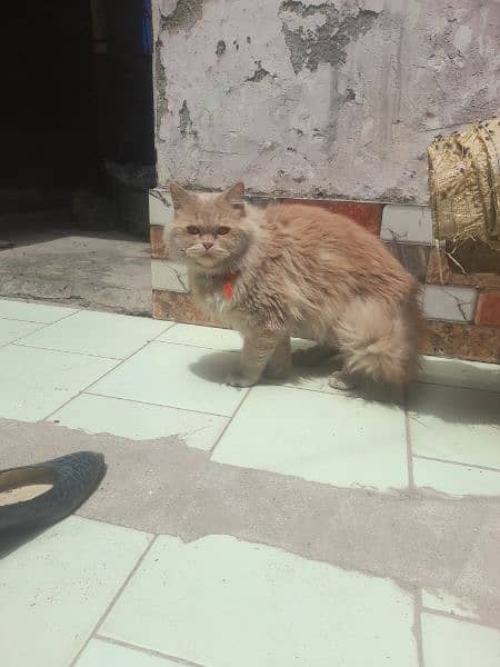 Persian cat tripple coat 0