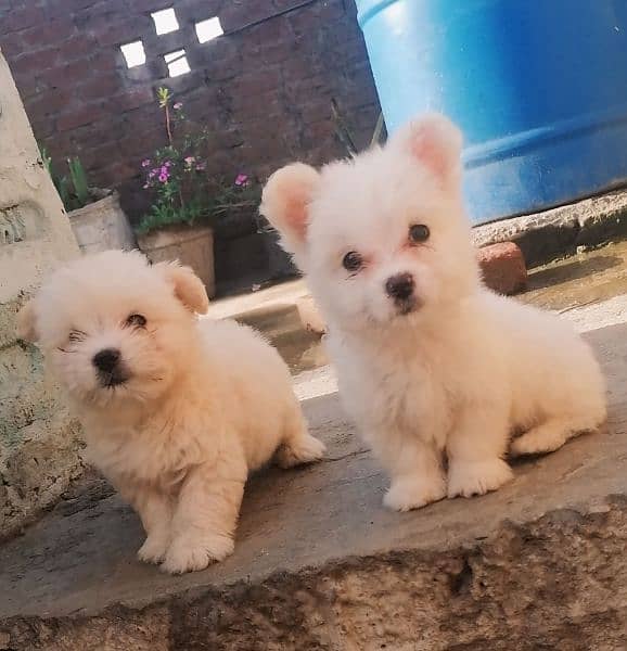 Russian poodles puppies for sale 3