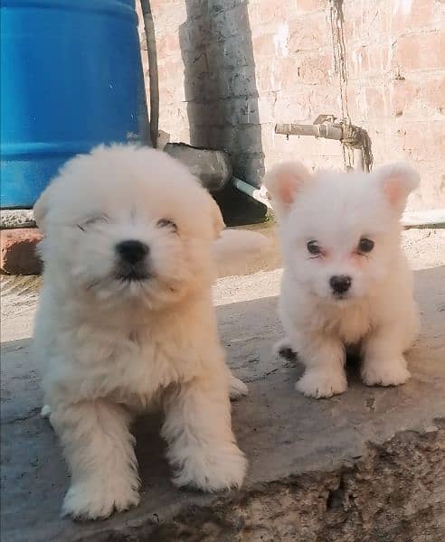 Russian poodles puppies for sale 5