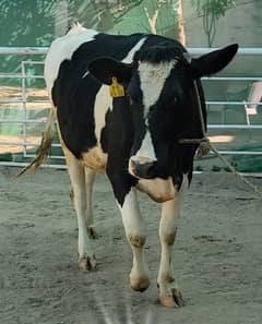 Pure Holstein Fresian Cow for sale - First timer - Batapur Lahore