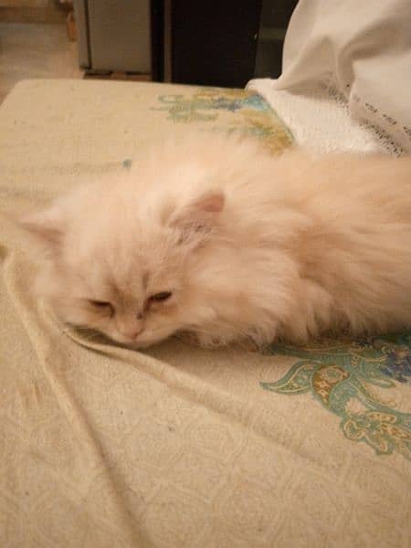 pure persian kitten 2