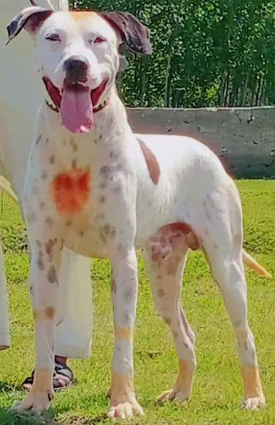 Lapa Gultair Male Age 16 Month For Sale 1