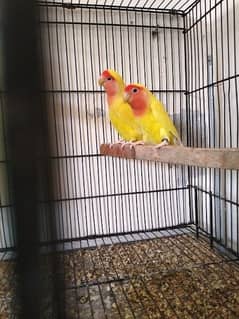 Love Birds Pair And Chicks with Complete Cage Urgent Sale