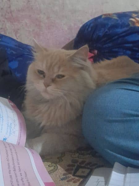Persian cat tripple coat 1
