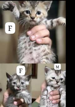 Two Persian kitten male and female. (trained) Rs 5000 for both.