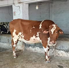 Red Fresian very big Cow for sale - Batapur Lahore