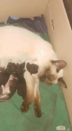 Siamese cat with 5 kittens