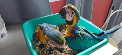 blue Macaw parrot chicks for sale WhatsApp connect (03301250545)