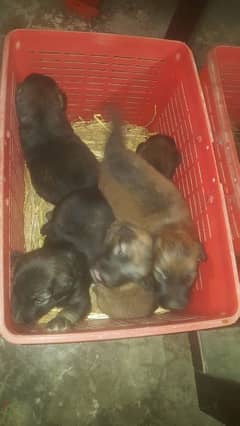 german sheperd male/female puppies available for sale
