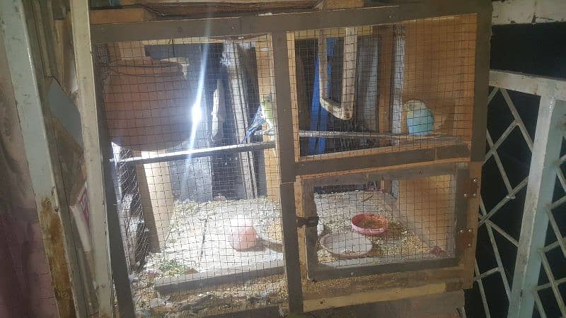 Pair of Parrots with 3 babies and cage 1