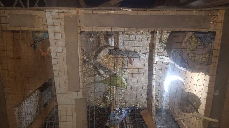 Pair of Parrots with 3 babies and cage 2