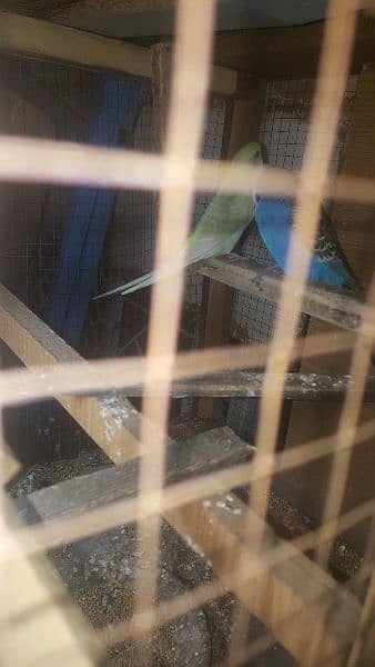 Pair of Parrots with 3 babies and cage 8