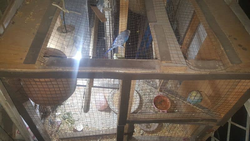 Pair of Parrots with 3 babies and cage 9
