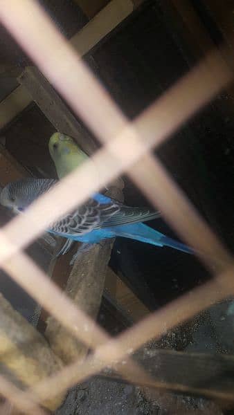 Pair of Parrots with 3 babies and cage 11