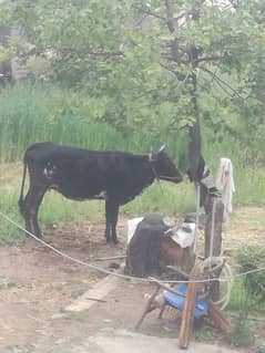 5 months pregnant gerce cow healthy condition argent sale. 03088463580