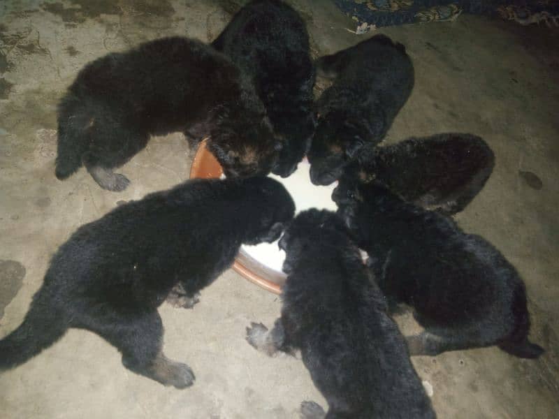 Long coat puppies for sale 3