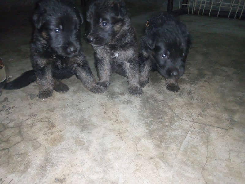 Long coat puppies for sale 4