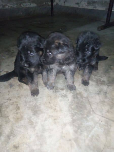Long coat puppies for sale 5
