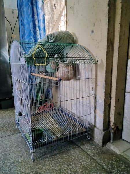 FINCH, BUDGIE'S CAGE 0