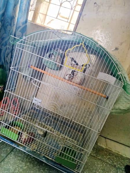 FINCH, BUDGIE'S CAGE 1