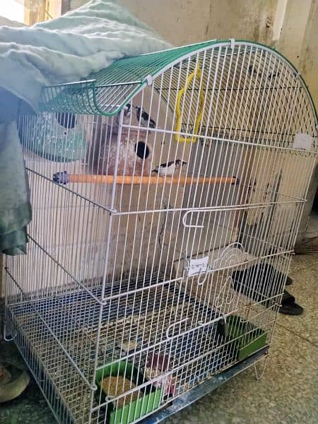 FINCH, BUDGIE'S CAGE 2