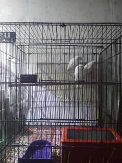 albino slipt for sale with cage