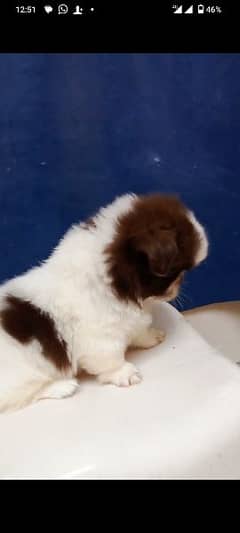 Extreme Quality SHITZU PUPPIES FOR SALE