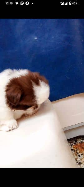 Extreme Quality SHITZU PUPPIES FOR SALE 1