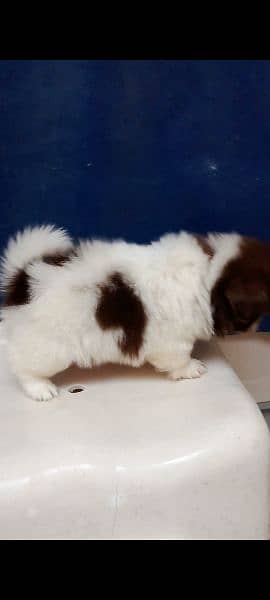 Extreme Quality SHITZU PUPPIES FOR SALE 2
