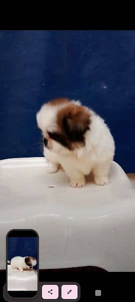 Extreme Quality SHITZU PUPPIES FOR SALE 3