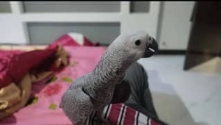 African grey parrot for sale