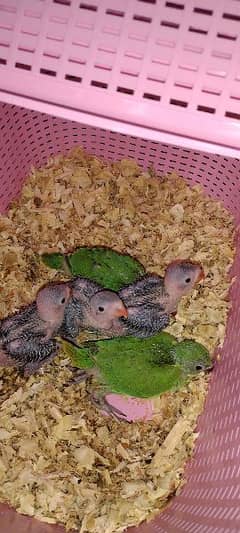 Healthy n active green ringneck parrot chicks for sale