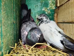 4 Parwazi & Breeder Kabootar Pigeon