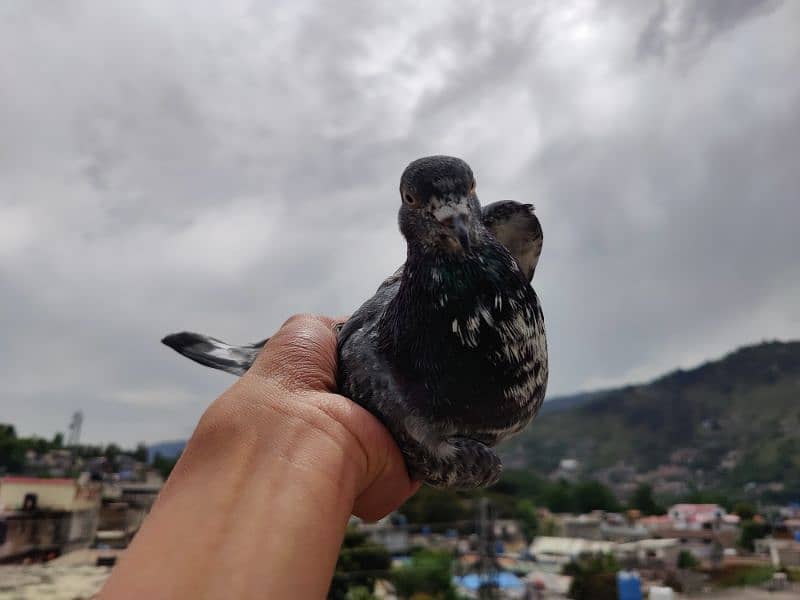 4 Parwazi & Breeder Kabootar Pigeon 4