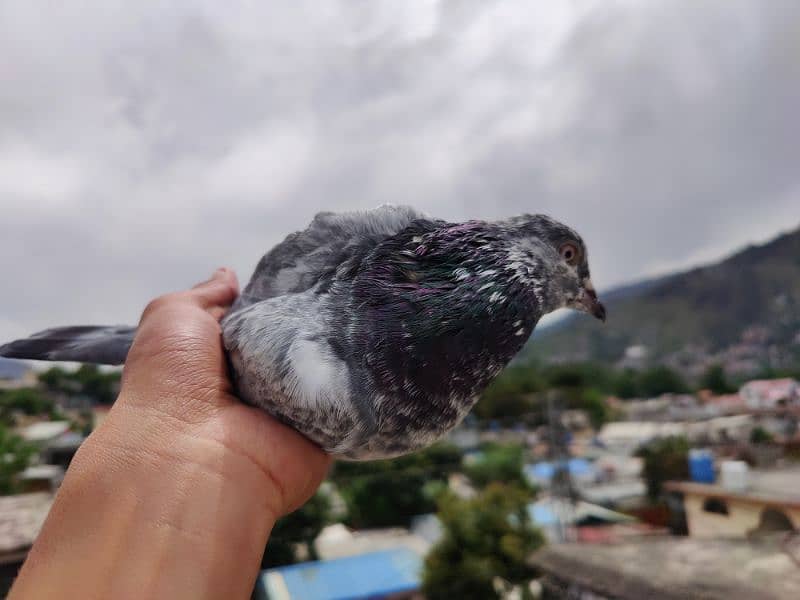 4 Parwazi & Breeder Kabootar Pigeon 5