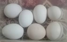 Heera Cross Aseel Eggs.