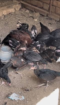 aseeel chicks for sale age 1 month