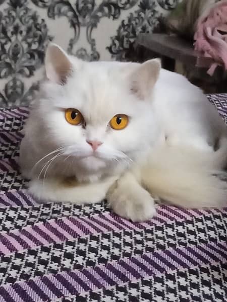 breder persian  cat 1