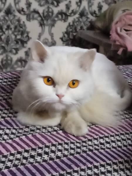 breder persian  cat 3