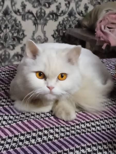 breder persian  cat 4