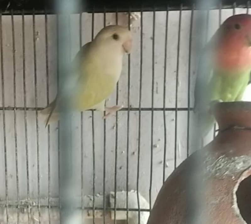 Rossicollie Opaline, Pide, Lutino Red Eye, Pablue 1