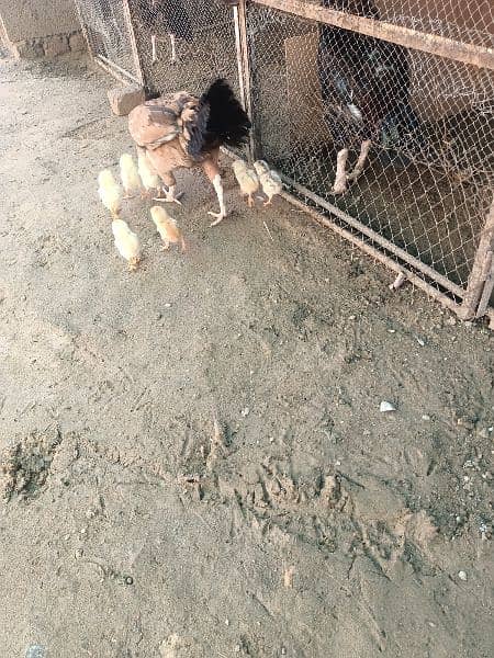 Aseel Hen with 8chicks 0