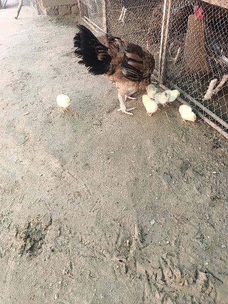 Aseel Hen with 8chicks 1