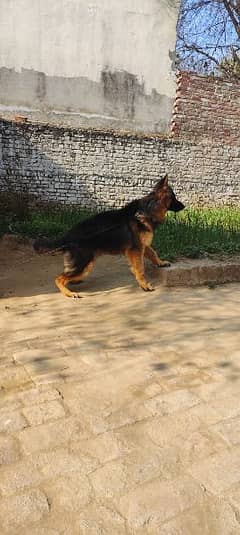 Long Coat German Shepherd Male Non Padegree 0