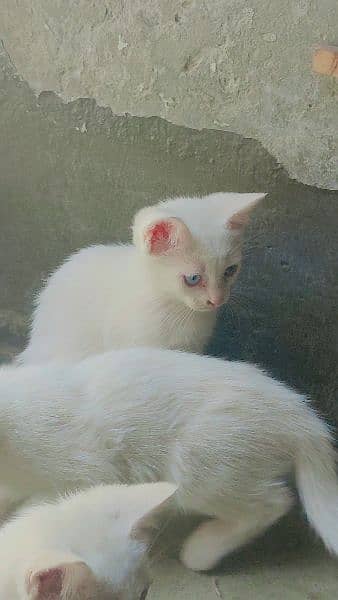 persian cat 2 month 2 baby 10