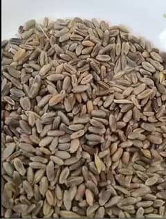 Organic Fresh Black Wheat (Rs. 900/kg)