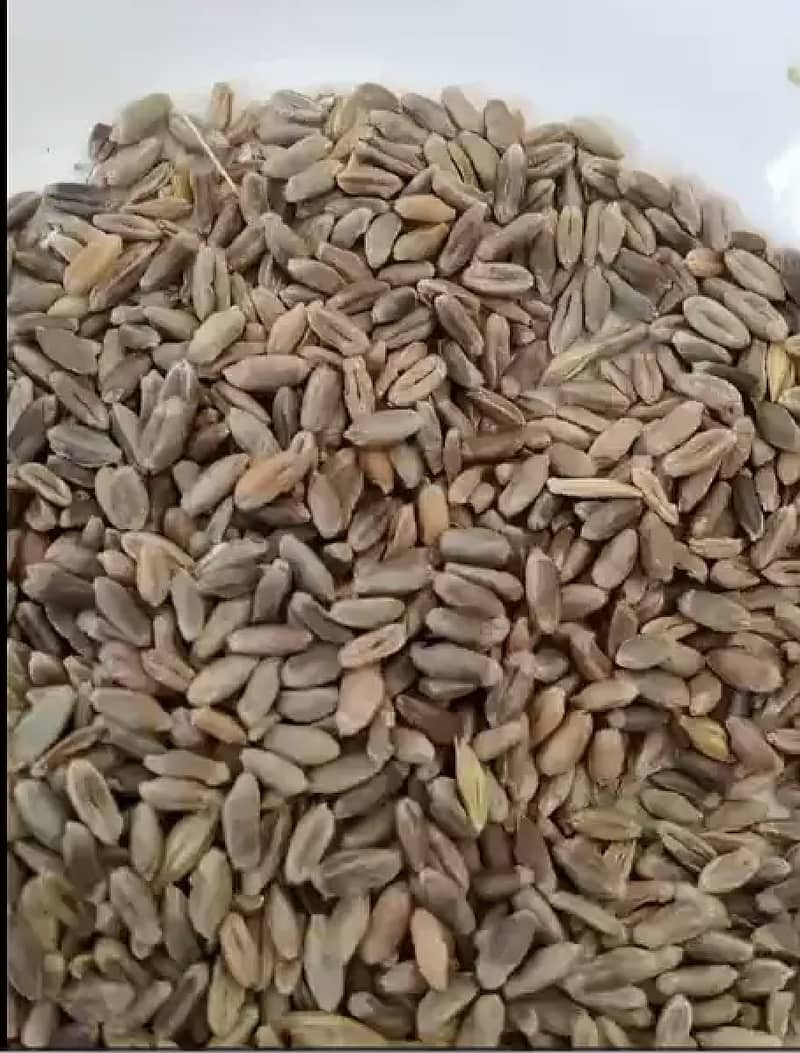 Organic Fresh Black Wheat (Rs. 900/kg) 0