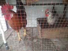 2 female 1 male 2no  Egg de rahi ha iron cage. 03044679432
